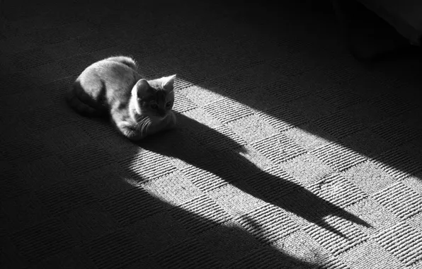 Картинка тень, кошак, Черно-белая, 157, коврик