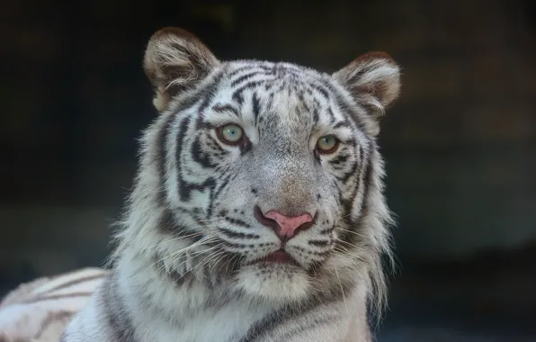 Картинка морда, портрет, хищник, белый тигр, дикая кошка