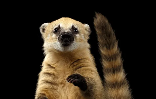 Портрет, шерсть, мордочка, хвост, черный фон, лапка, носуха, coati