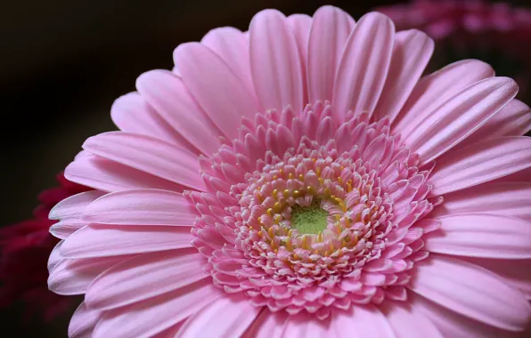 Картинка цветок, розовый, лепестки, flower, pink, petals, Гербера, gerbera
