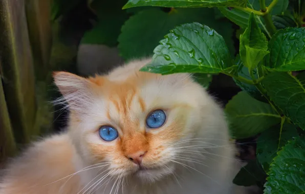 Кошка, кот, взгляд, поза, мордашка