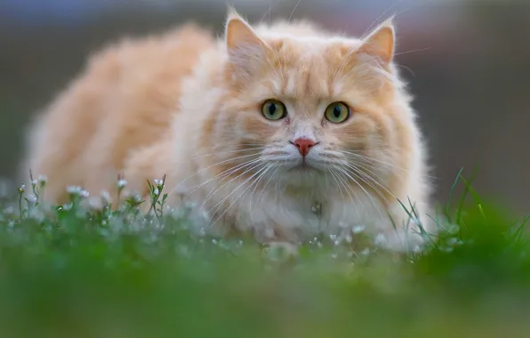Картинка кошка, трава, кот, взгляд, мордочка, котейка