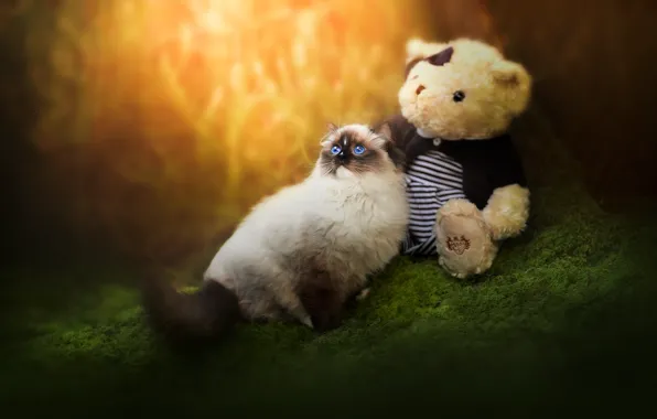 Кошка, кот, свет, природа, игрушка, мох, медведь, мишка