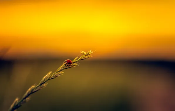 Field, ladybug, stalk, seeds, sunset.jpg