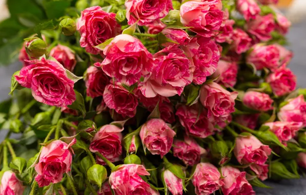 Картинка букет, нежные, бутоны, розочка