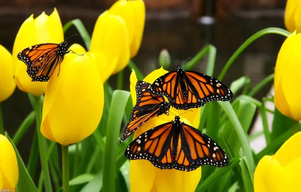Бабочки, природа, тюльпаны