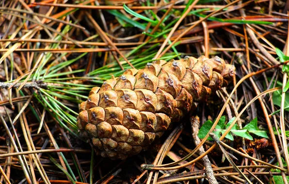 Plant, pine, cone
