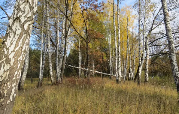 Пейзаж, лесной, осенний