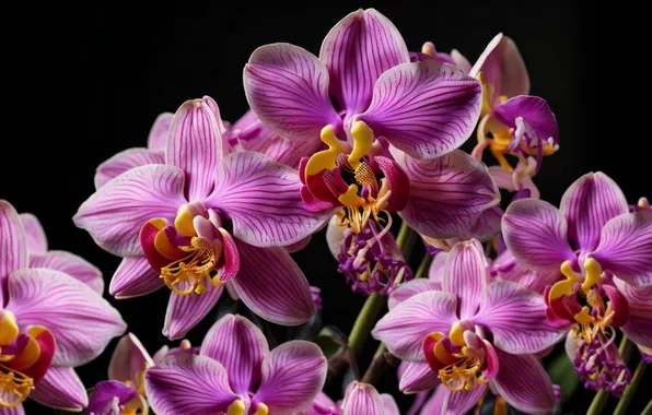 Petals, orchids, flower bouquet