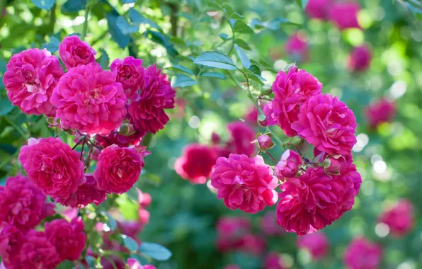 Розовый, куст, розы