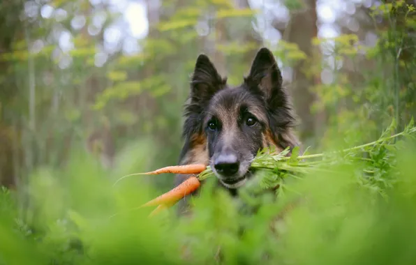 Картинка фон, собака, морковка