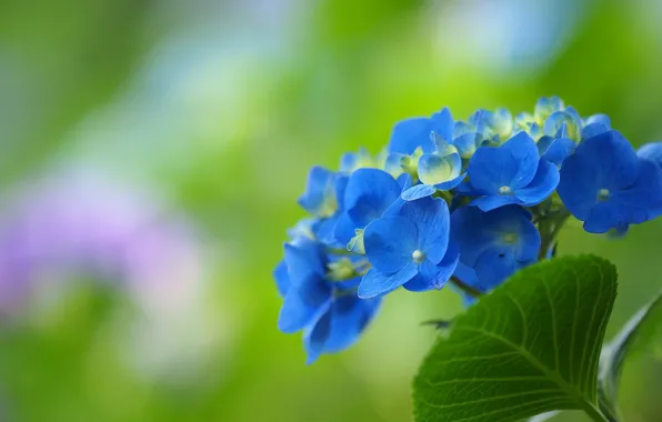 Цветы, боке, гортензия