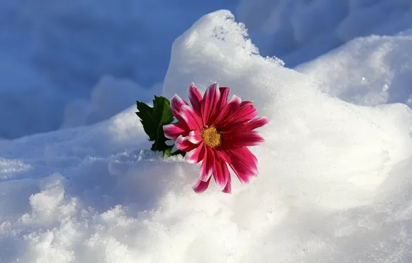 Картинка зима, цветок, снег