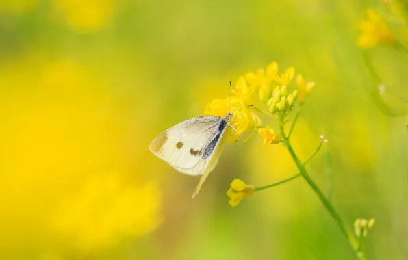 Картинка nature, 白粉蝶, White butterfly