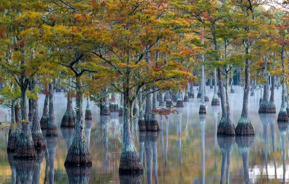 Misty, georgia, morning, color, wetland, habitat, pond cypress, george l. smith state park