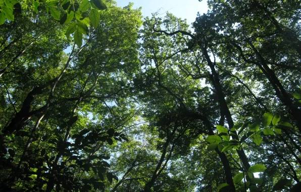 Природа, Деревья, Лес, Листья, Nature, Forest, Trees, Leaves