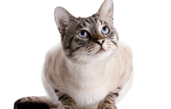 Картинка кошка, кот, взгляд, белый фон