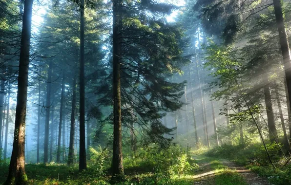 Картинка forest, nature, sun, coniferous, forest road