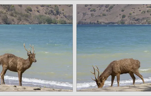 Природа, река, Nature, олени, двое, river, two, deer