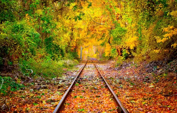 Картинка лес, деревья, листва, рельсы, Осень