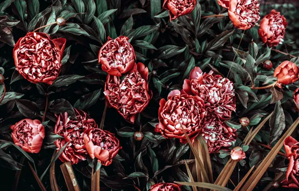 Картинка бардовый, кусты, пионы