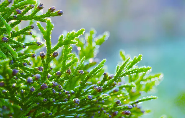 Green, plant, thuja