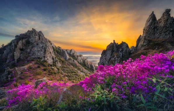 Цветы, горы, природа, скалы, вид, Южная Корея, рододендроны