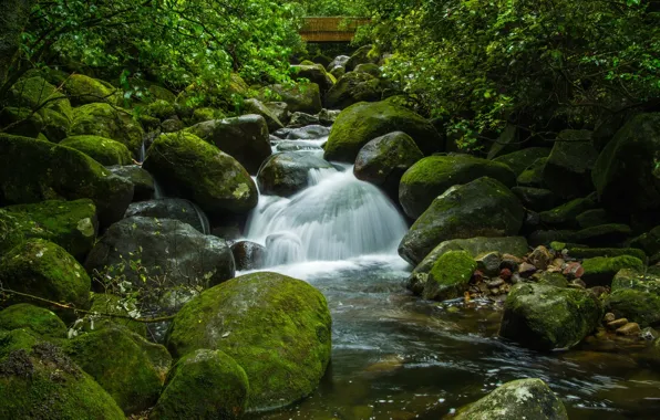 Зелень, вода, камни, мох