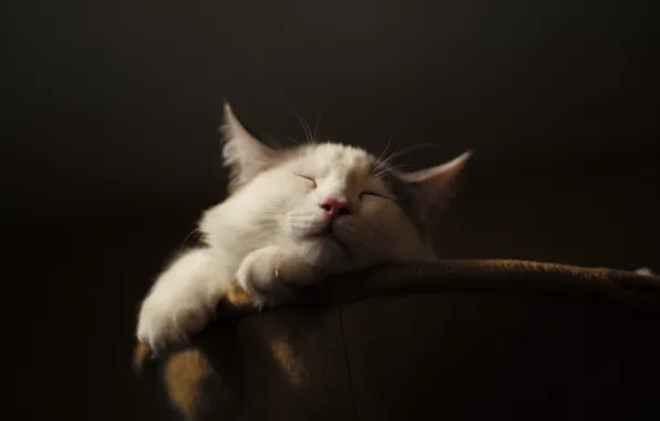Кошка, кот, отдых, спит
