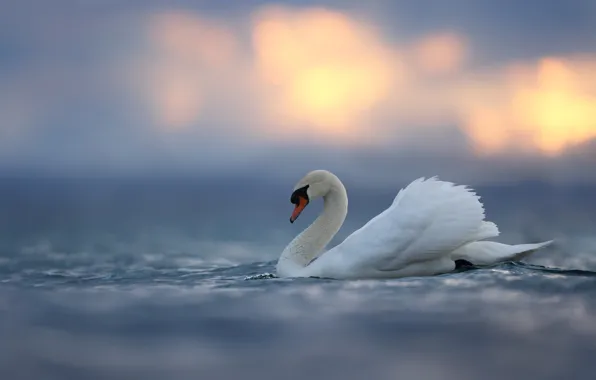 Вода, птица, лебедь