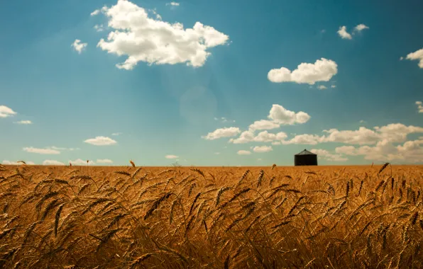 Картинка пшеница, поле, лето, небо, облака, золото, колоски
