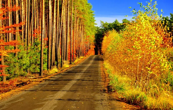 Дорога, осень, лес, деревья, листопад, краски осени