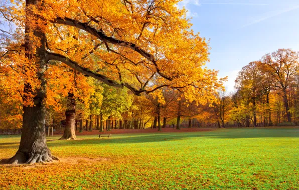 Картинка осень, трава, листья, деревья, пейзаж, скамейка, природа, парк