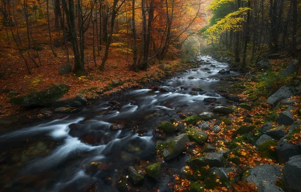 Картинка осень, лес, листья, природа, ручей, камни