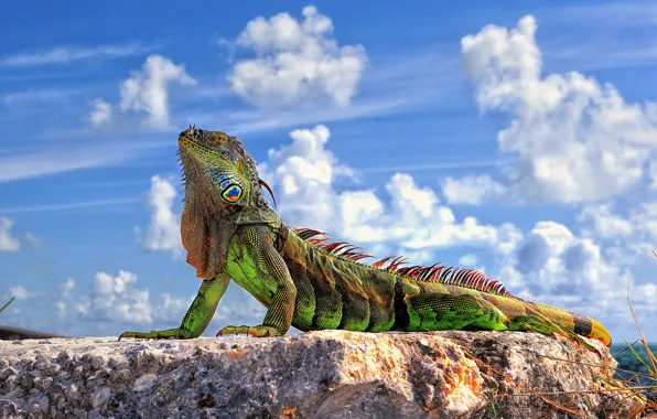 Green, colorful, nature, iguana, reptile