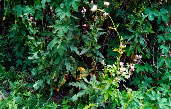 Nature, Flowers, Summer