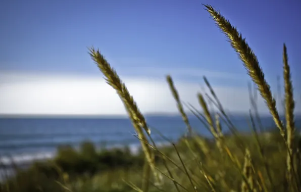 Море, пшеница, трава, вода, макро, природа, океан, ветер