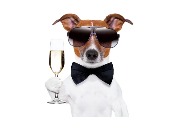 Бабочка, бокал, юмор, очки, белый фон, шампанское, джентельмен, пёс