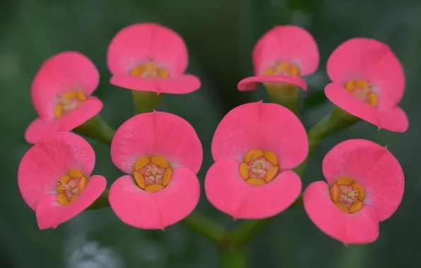 Картинка розовые, цветочки, Flowers, pink