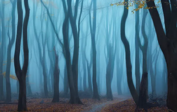 Лес, деревья, туман, forest, trees, fog, Yeh