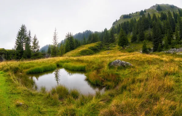 Зелень, осень, лес, небо, трава, озеро, берег, камень