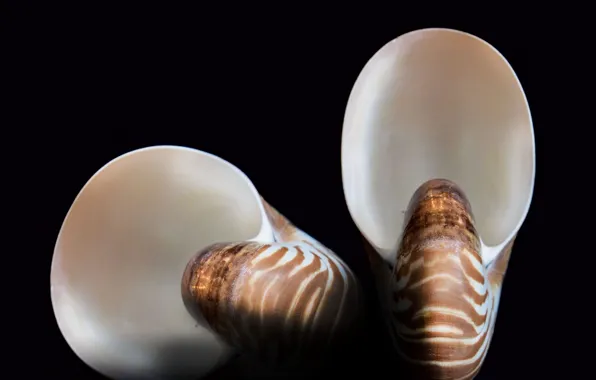 Seashell, decoration, nautilus