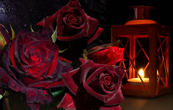 Картинка роза, букет, фонарь, натюрморт, баккара
