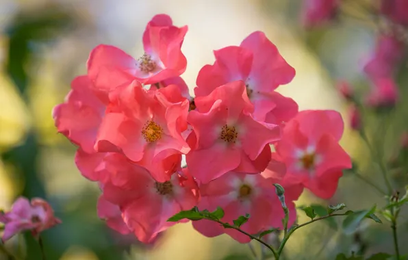 Роза, бутон, rose, цветение, bloom, Bud