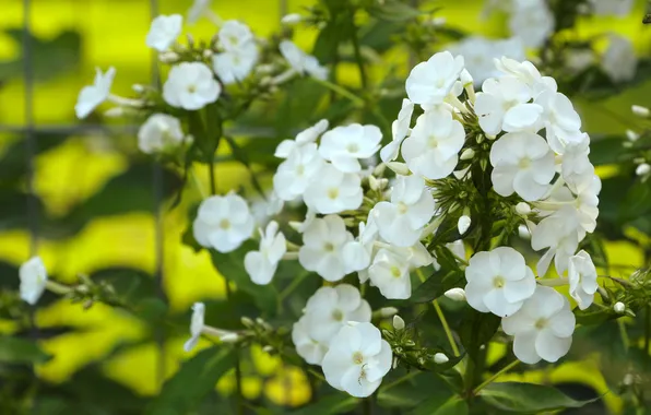 White, blooming, phlox
