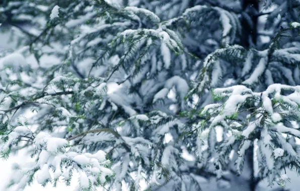 Зима, снег, елка, winter, snow, fir tree, ветки ели