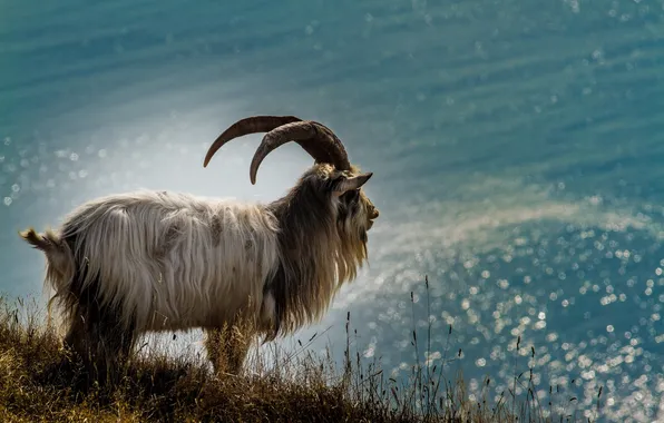 Картинка природа, фон, Ferel Goat