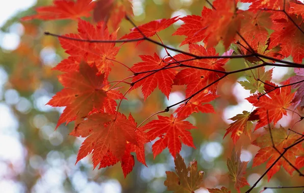 Осень, листья, ветки, красный, блики, дерево, клен
