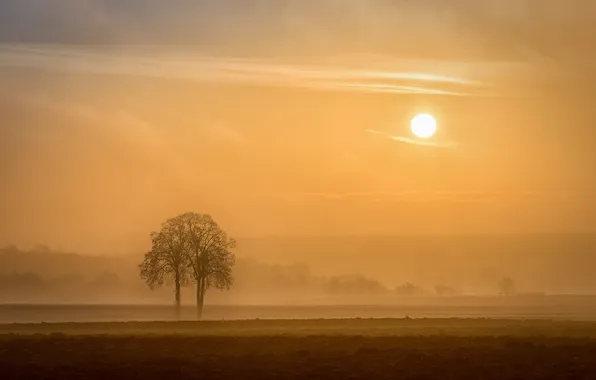 Поле, солнце, деревья, туман, утро