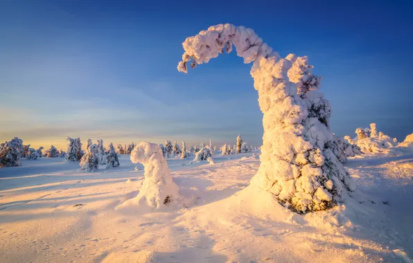 Картинка зима, иней, лес, небо, свет, снег, деревья, природа